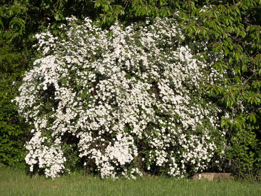 Спирея Ван Хутей, майски сняг 	Spiraea 