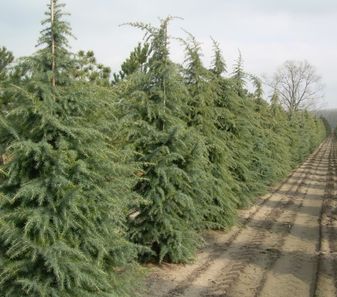 Кедър хималайски Cedrus deodara
