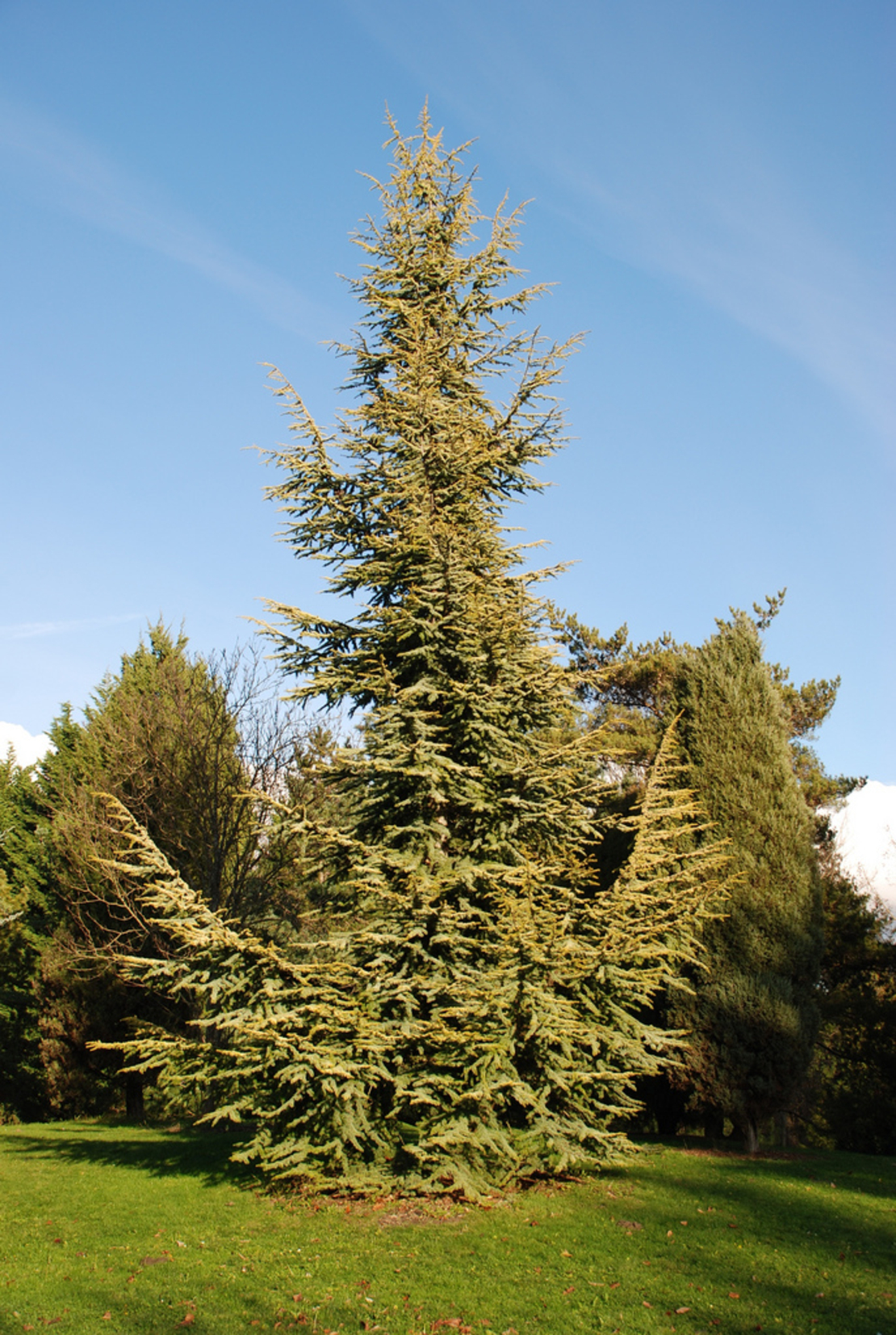 Кедър хималайски ‘Aurea’ Cedrus deodara ‘Aurea’