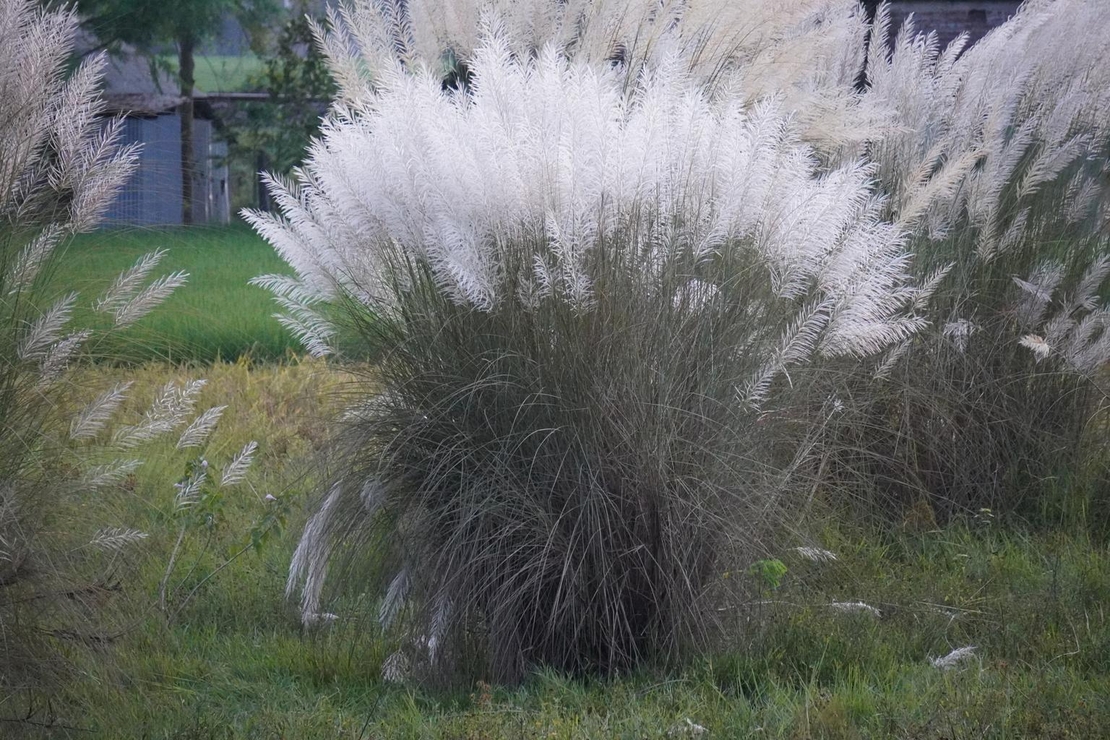 Кортадерия бяла, пампаска трева	Cortaderia selloana white