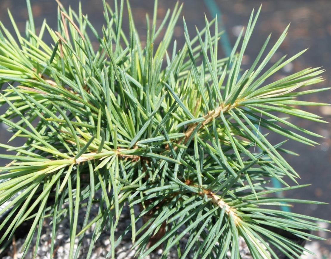 Кедър ливански (атласки тип) Cedrus libani