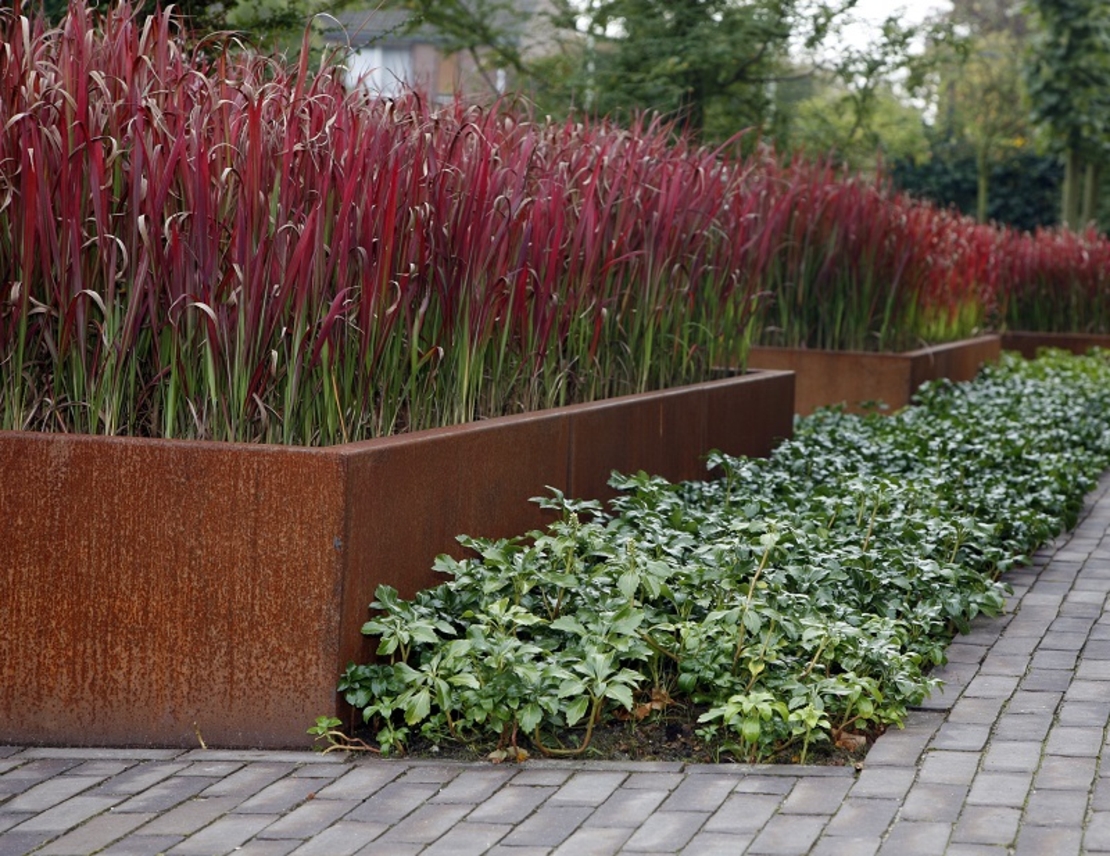 Императа ‘Red Baron’ Imperata cylindrica ‘Red Baron’