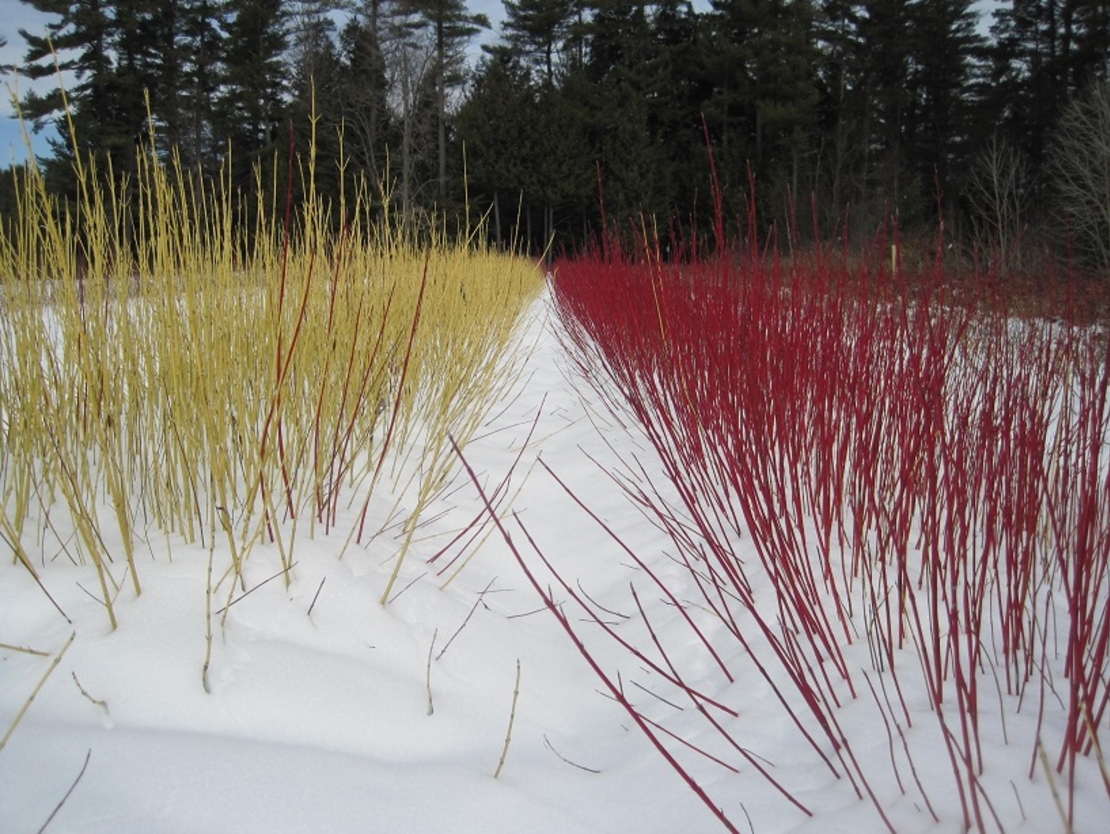 Дървесен дрян (червен клон) Cornus alba
