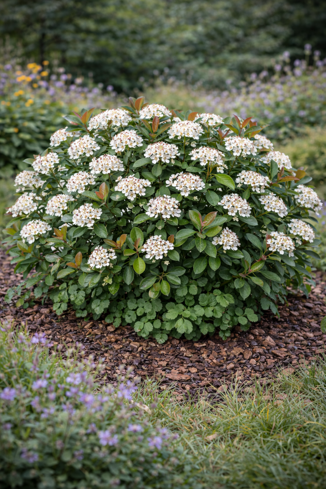 Арония (черноплодна) Aronia melanocarpa