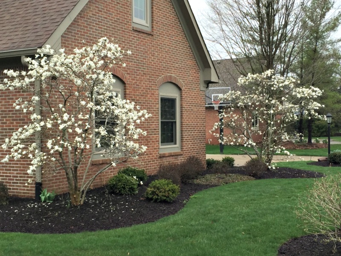 Магнолия звездовидна Magnolia stellata