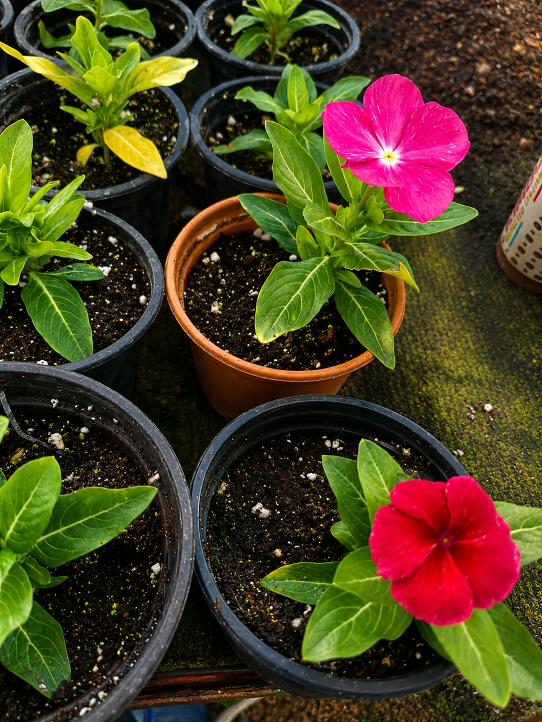 Винка 'Розеа' 'Vinca rosea'