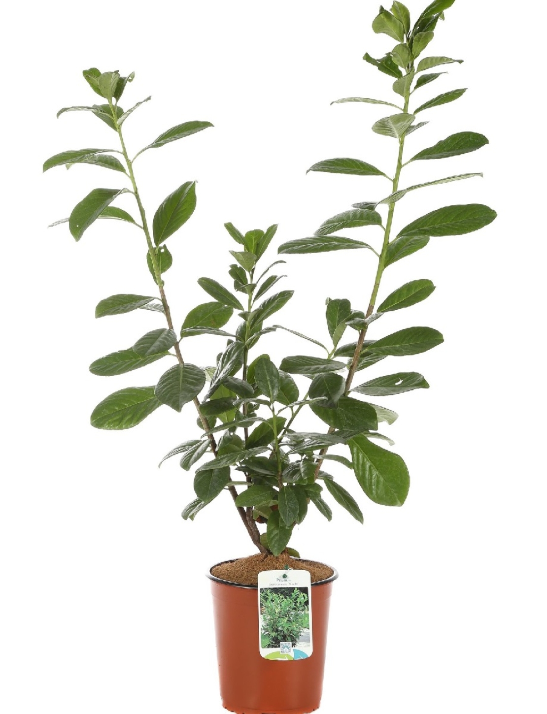 Лавровишня ‘Novita’ Prunus laurocerasus ‘Novita’