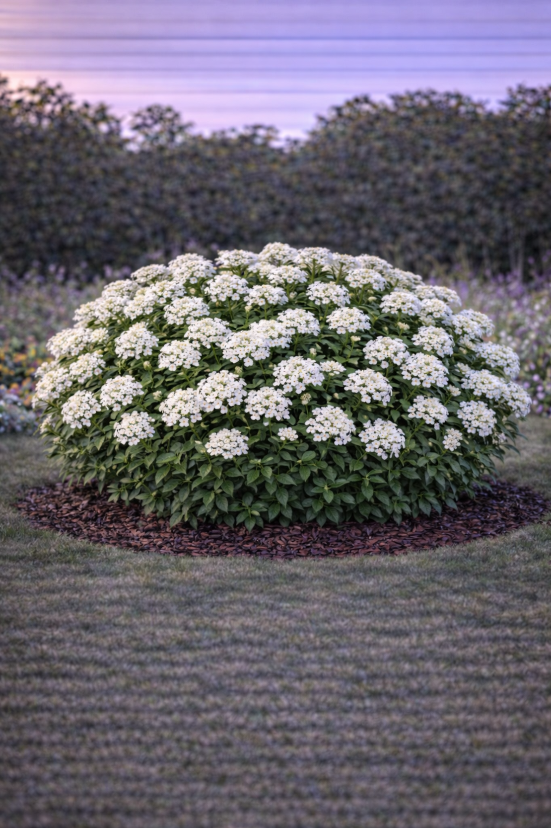 Иберис Iberis sempervirens