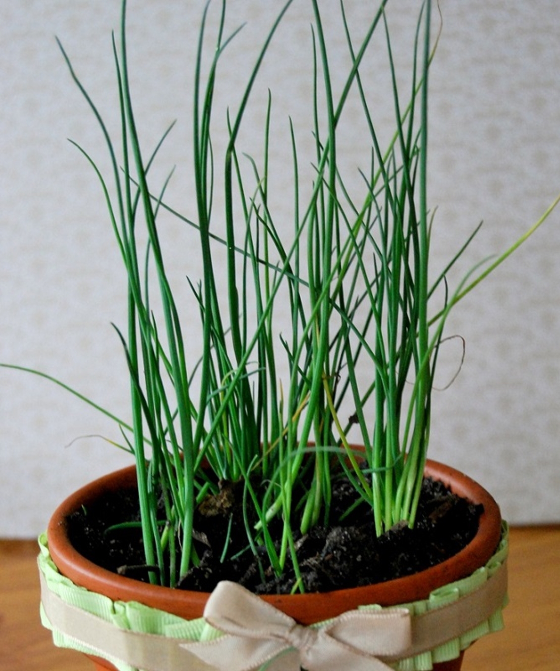 Декоративен лук ‘Christophii’ Allium cristophii