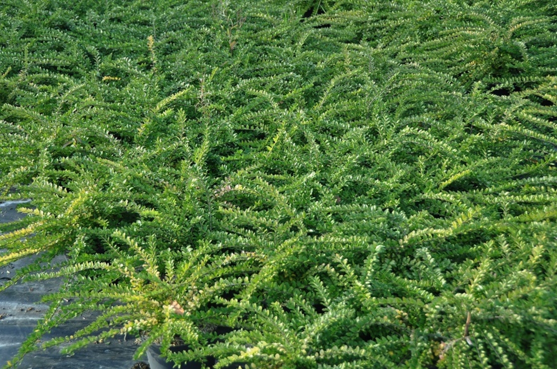 Орлов нокът дребнолистен Lonicera nitida