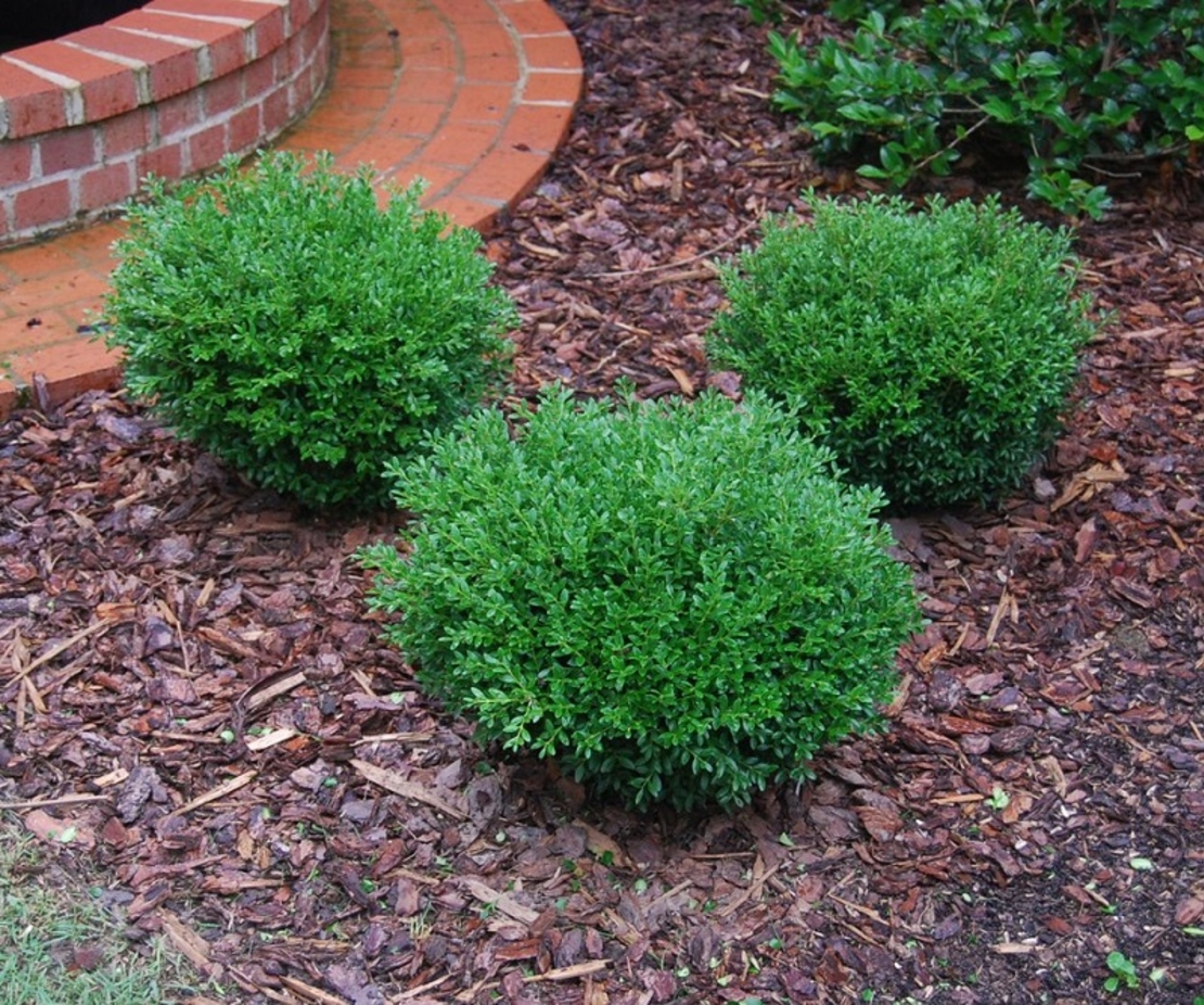Чемшир (обикновен) Buxus sempervirens