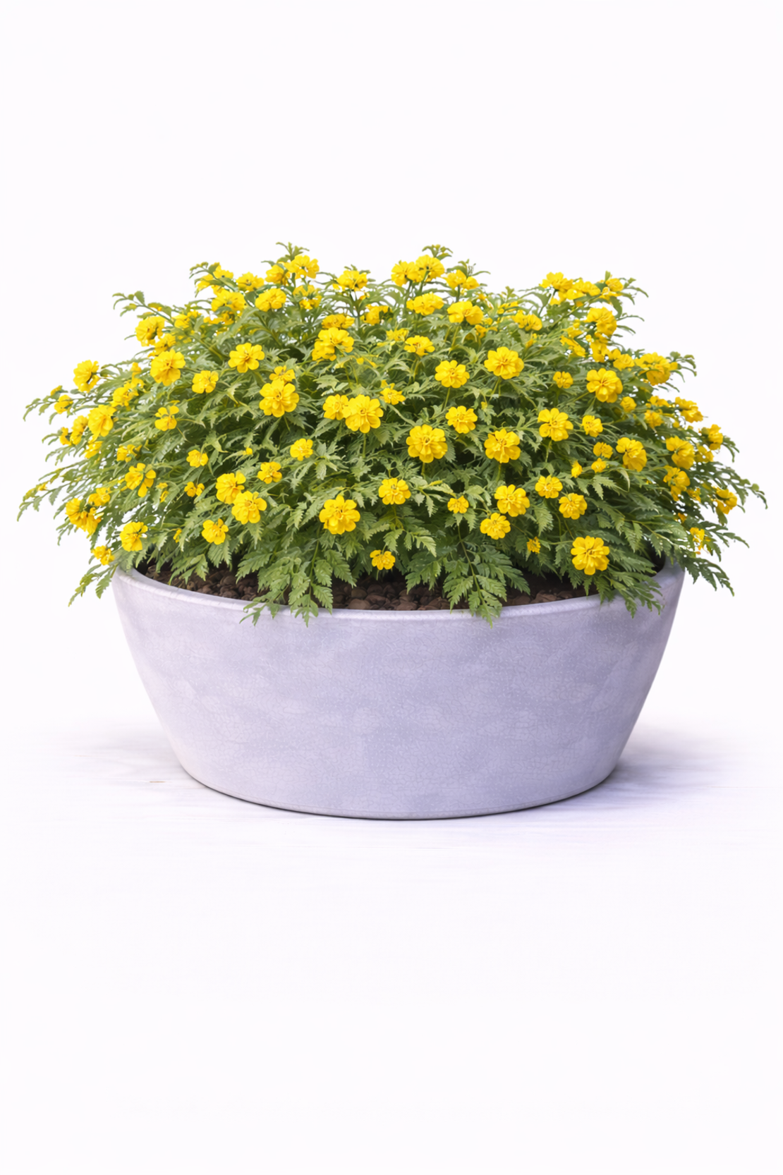 Керия японска Kerria japonica