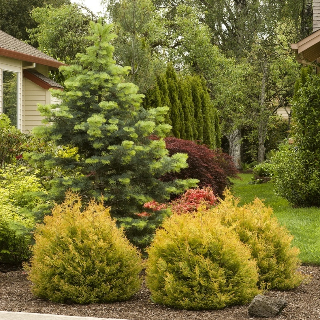 Туя ‘Rheingold’ Thuja occidentalis ‘Rheingold’