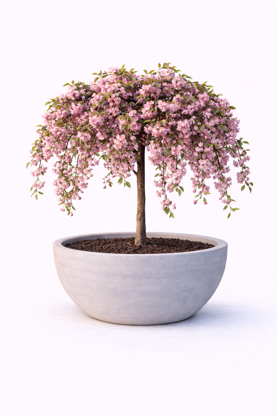 Японска вишна ‘Kiku-shidare-zakura’ Prunus serrulata ‘Kiku-shidare-zakura’