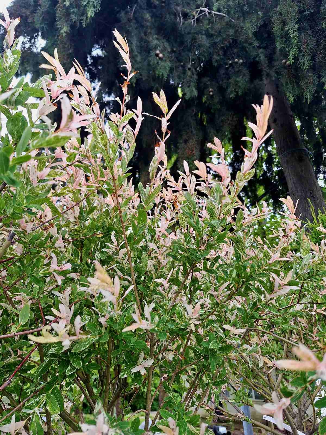 Трицветната върба (Salix integra 'Hakuro Nishiki')