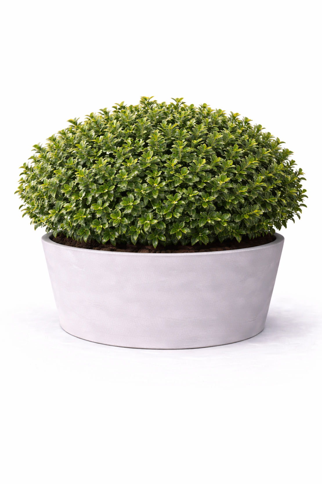 Евонимус микрофила Euonymus microphyllus