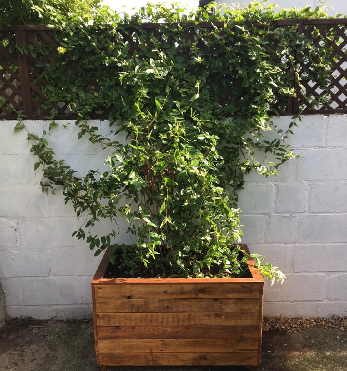 Орлов нокът катерлив Lonicera caprifolium