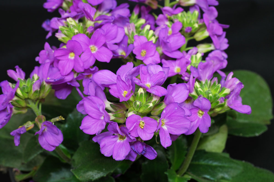 Арабис Arabis spp.