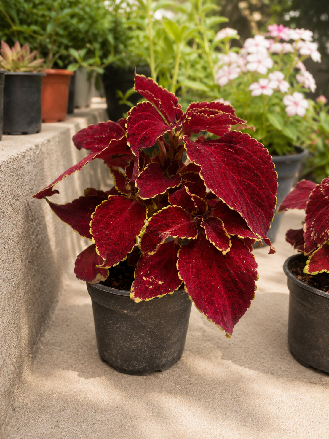 Копривка (Coleus spp.)