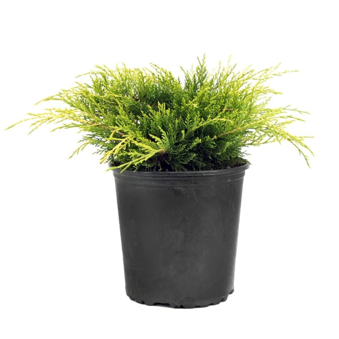 Хвойна хоризонтална ‘Old Gold’ Juniperus horizontalis ‘Old Gold’