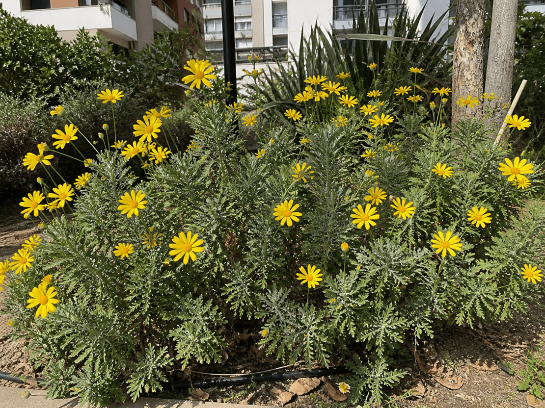 Еуриопс 'Euryops pectinatus'