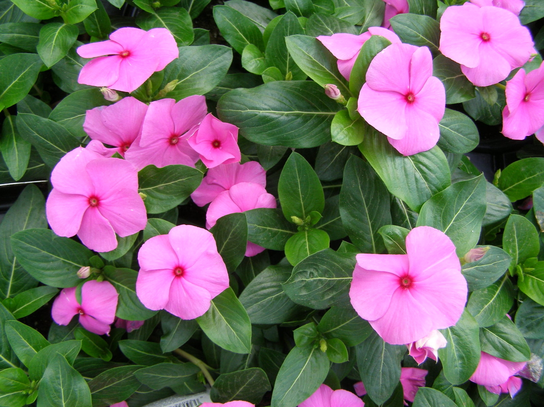 Зимзелена ‘Vinca major’ Vinca major