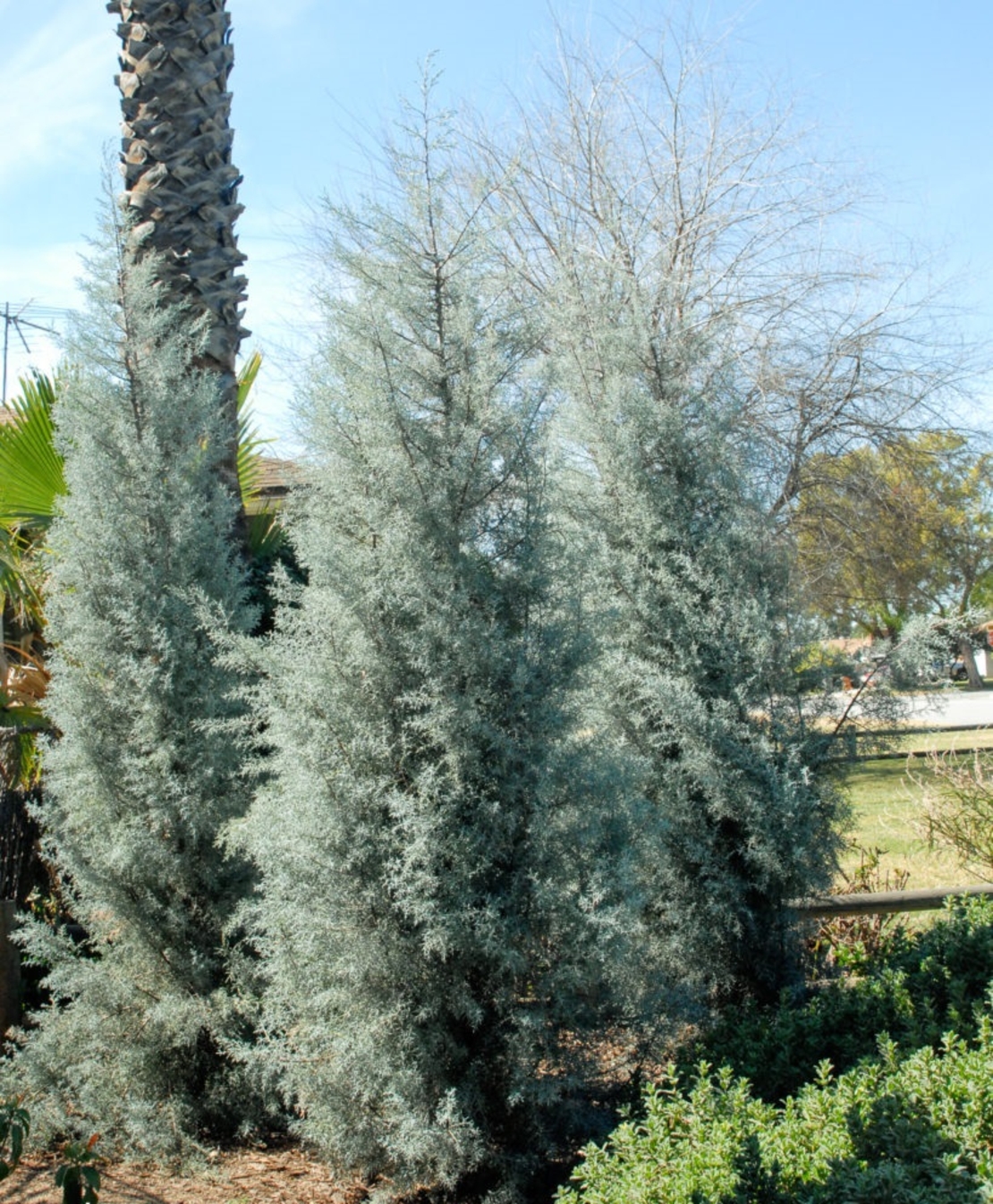 Аризонски кипарис Cupressus arizonica