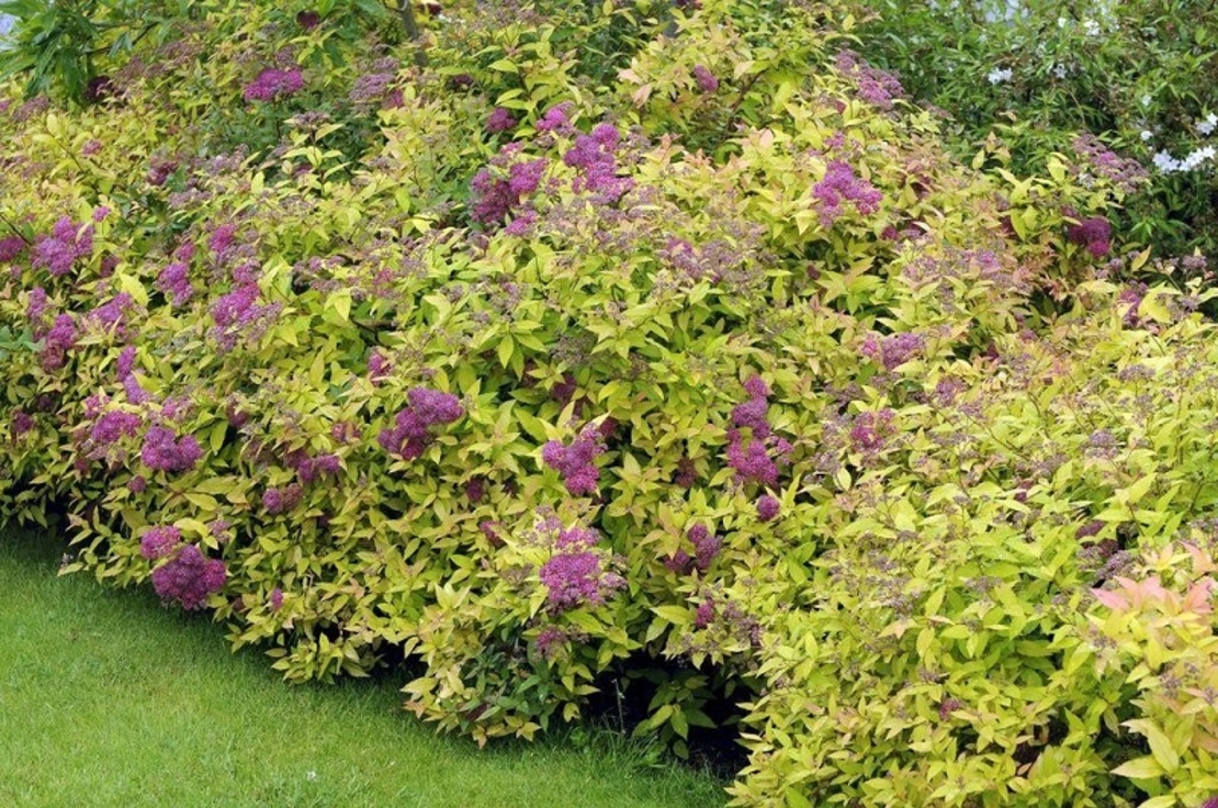Спирея ‘Golden Princess’ Spiraea japonica ‘Golden Princess’