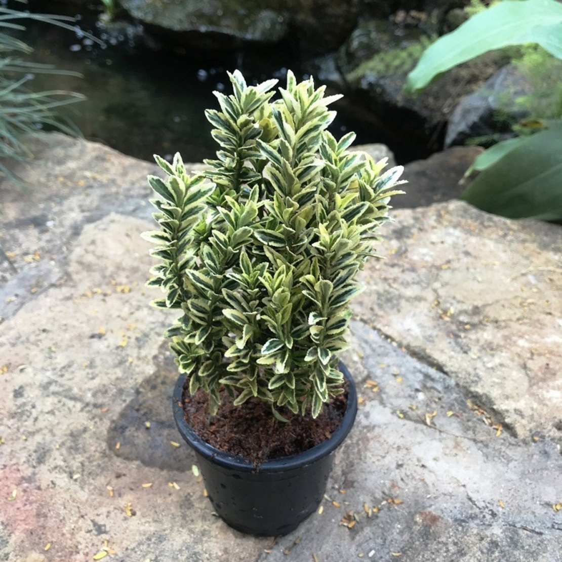 Евонимус японски пъстролистен Euonymus japonicus