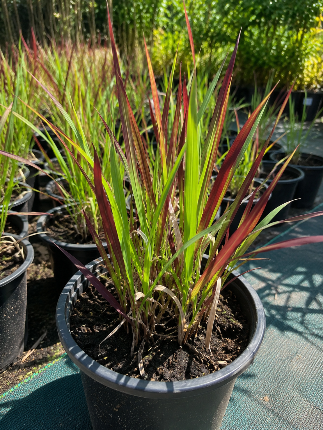 Императа ‘Red Baron’ Imperata cylindrica ‘Red Baron’