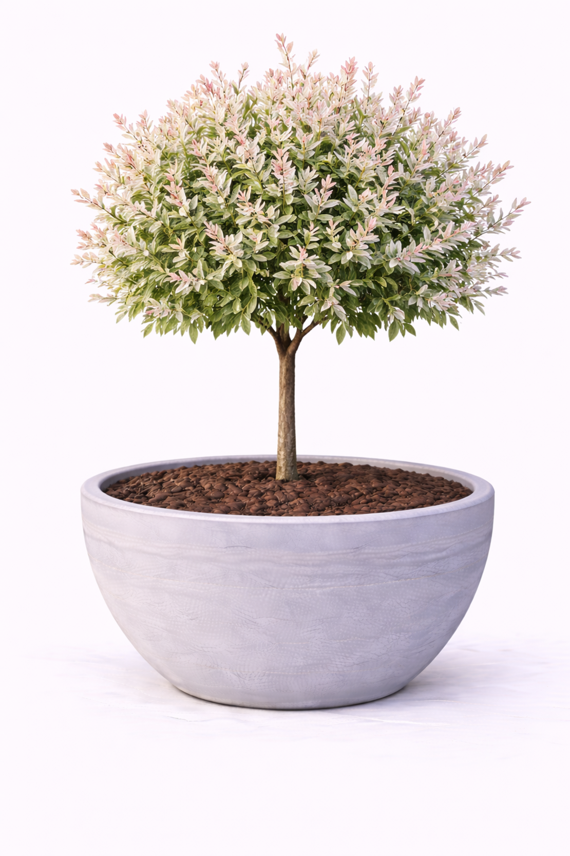 Върба ‘Hakuro Nishiki’ Salix integra ‘Hakuro Nishiki’