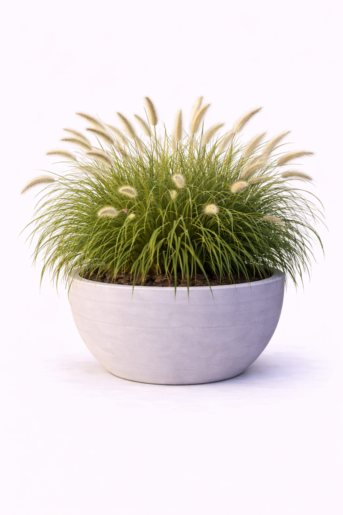 Пенисетум Pennisetum alopecuroides