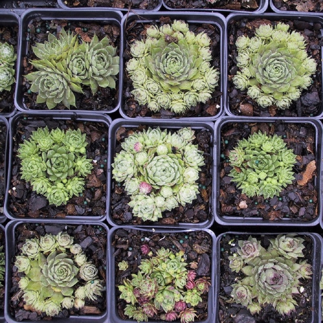 Дебелец (вечно живо) Sempervivum mix