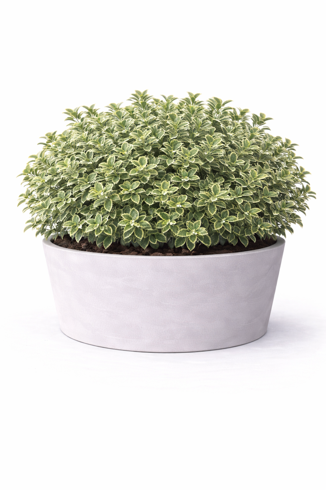 Евонимус ‘Emerald Gaiety’ Euonymus fortunei ‘Emerald Gaiety’