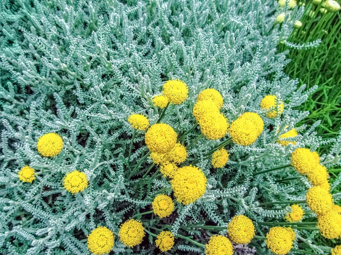 Сантолина сребриста	Santolina viridis