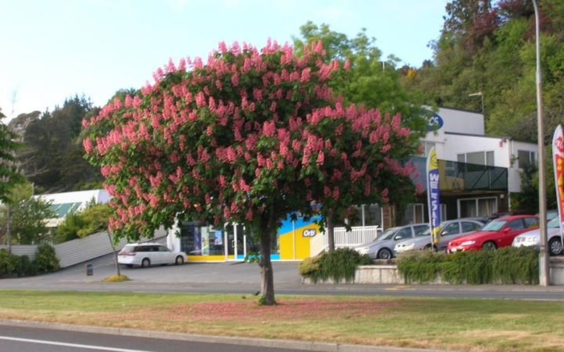 Конски кестен Aesculus hippocastanum