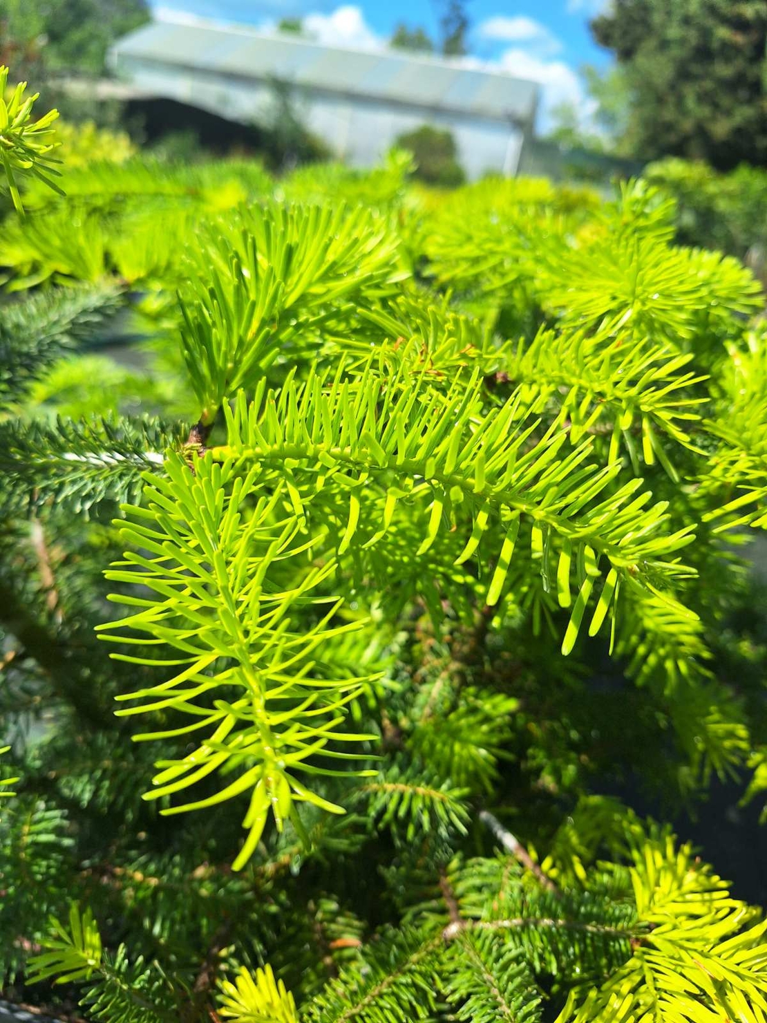 Нордманова ела 'Abies nordmanniana'