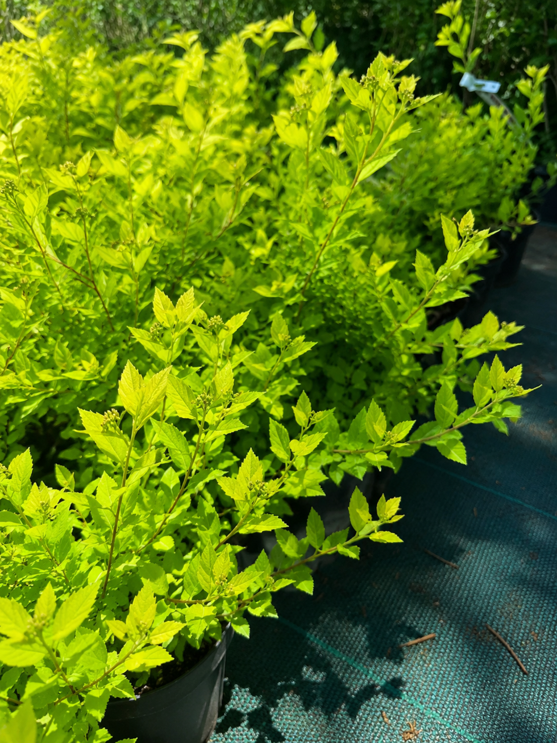 Спирея ‘Little Princess’ Spiraea japonica ‘Little Princess’