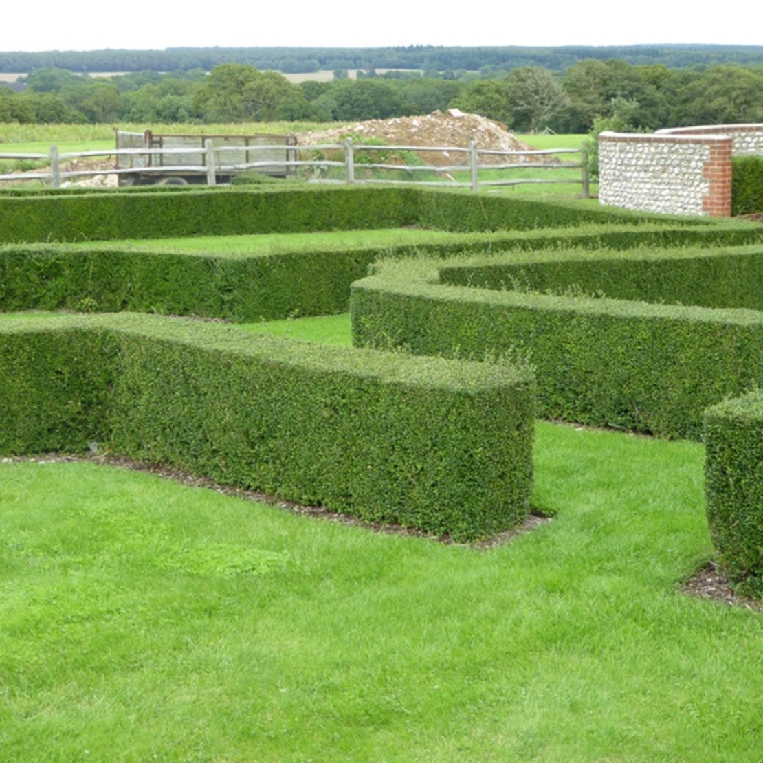 Орлов нокът постилащ се Lonicera pileata