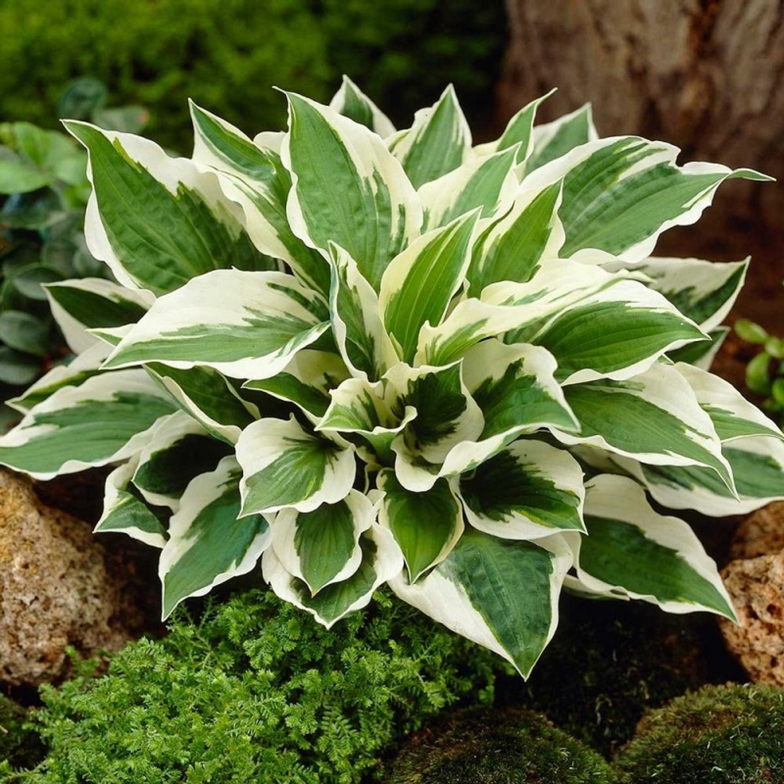 Хоста Hosta spp.