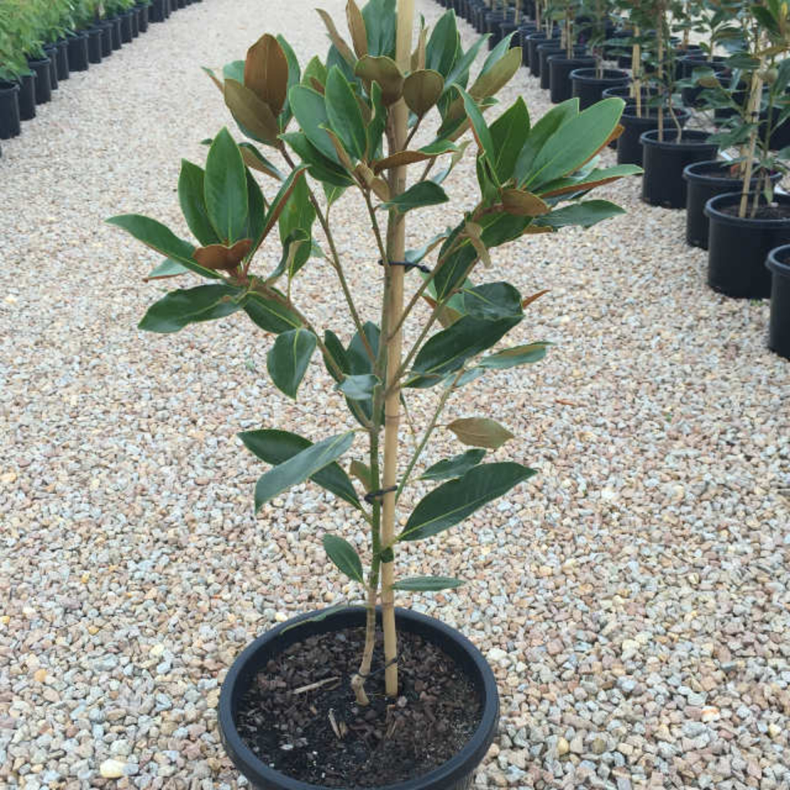 Магнолия ‘Little Gem’ Magnolia grandiflora ‘Little Gem’