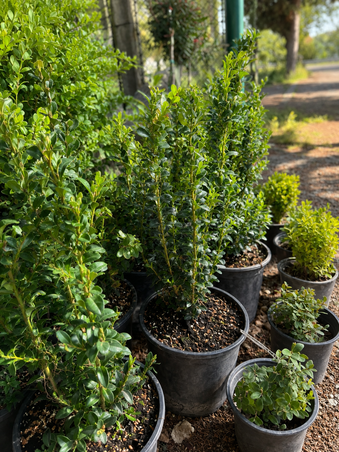 Чемшир (обикновен) Buxus sempervirens