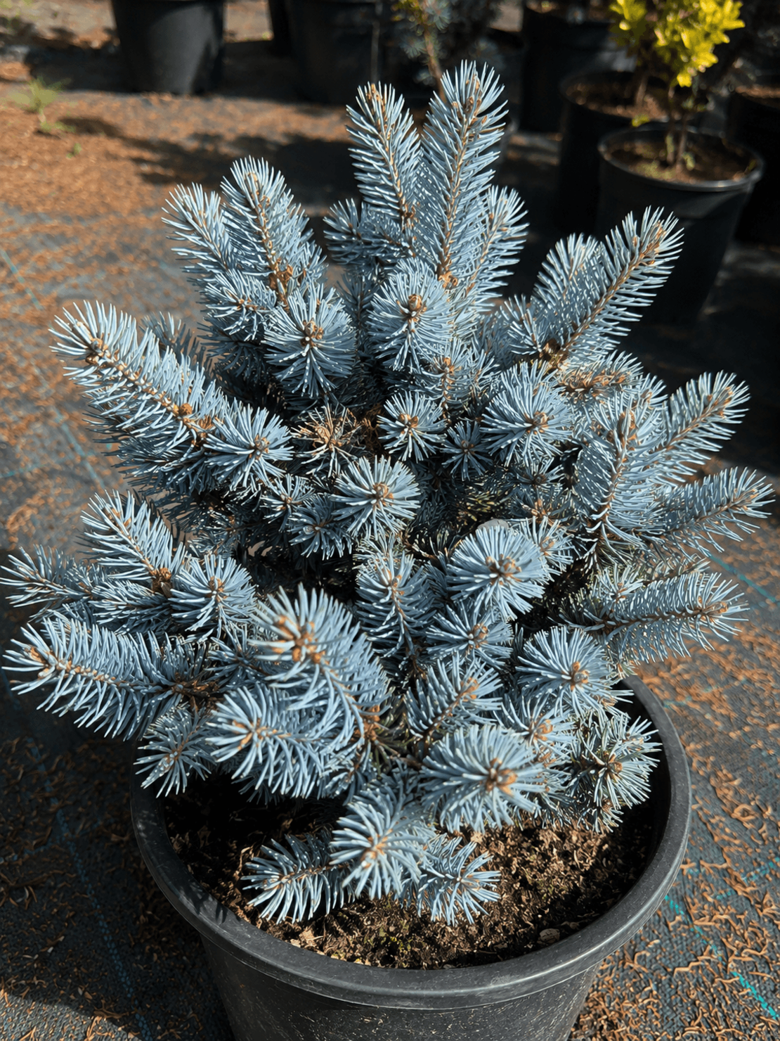 Сребрист смърч ‘Globosa’ Picea pungens ‘Globosa’