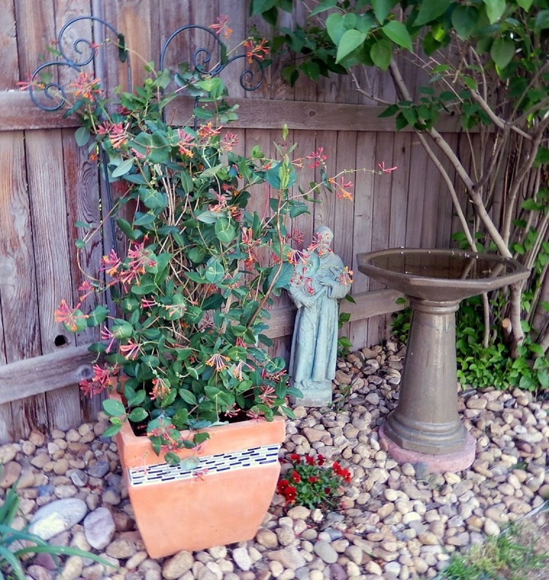 Орлов нокът катерлив Lonicera caprifolium