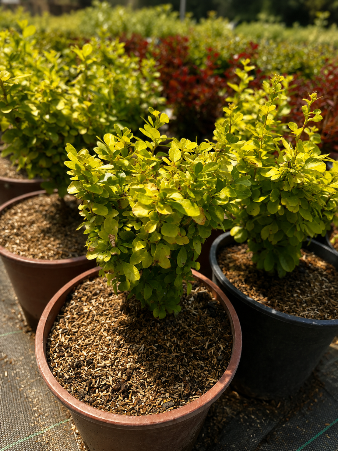 Берберис Тунберг видове 'Berberis thunbergii spp.'