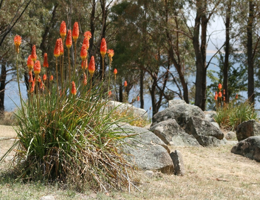 Книфофия Kniphofia uvaria