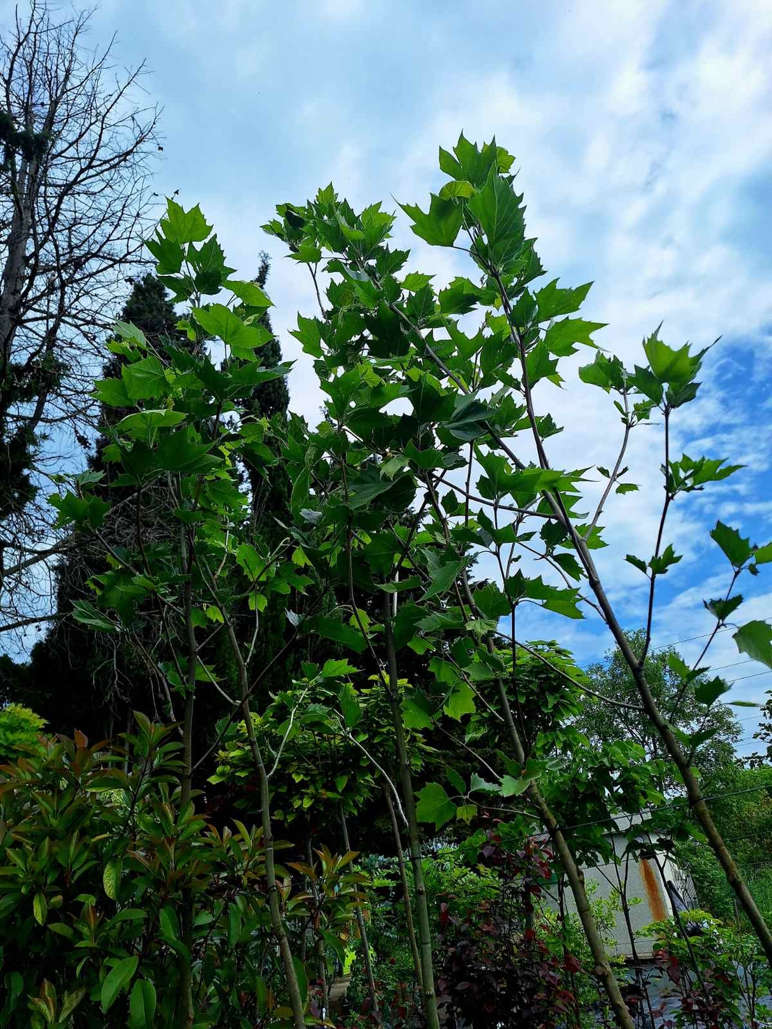 Източен чинар 'Platanus orientalis'