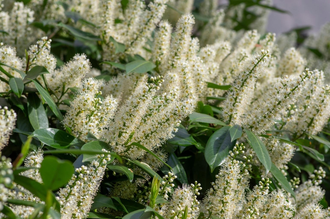 Лавровишня  Prunus laurocerassus