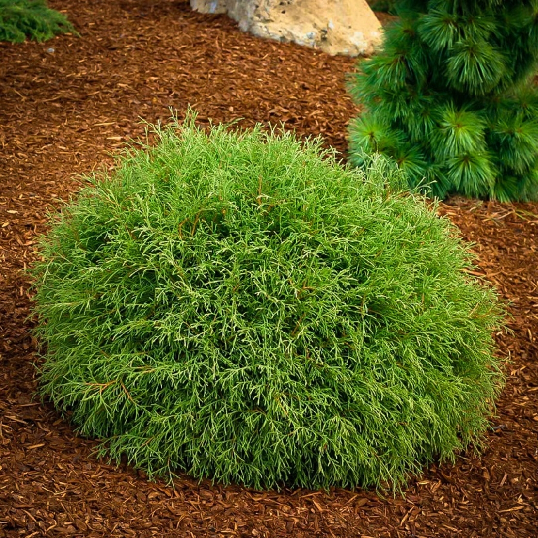Туя западна ‘Bowling Ball’ Thuja occidentalis ‘Bowling Ball’