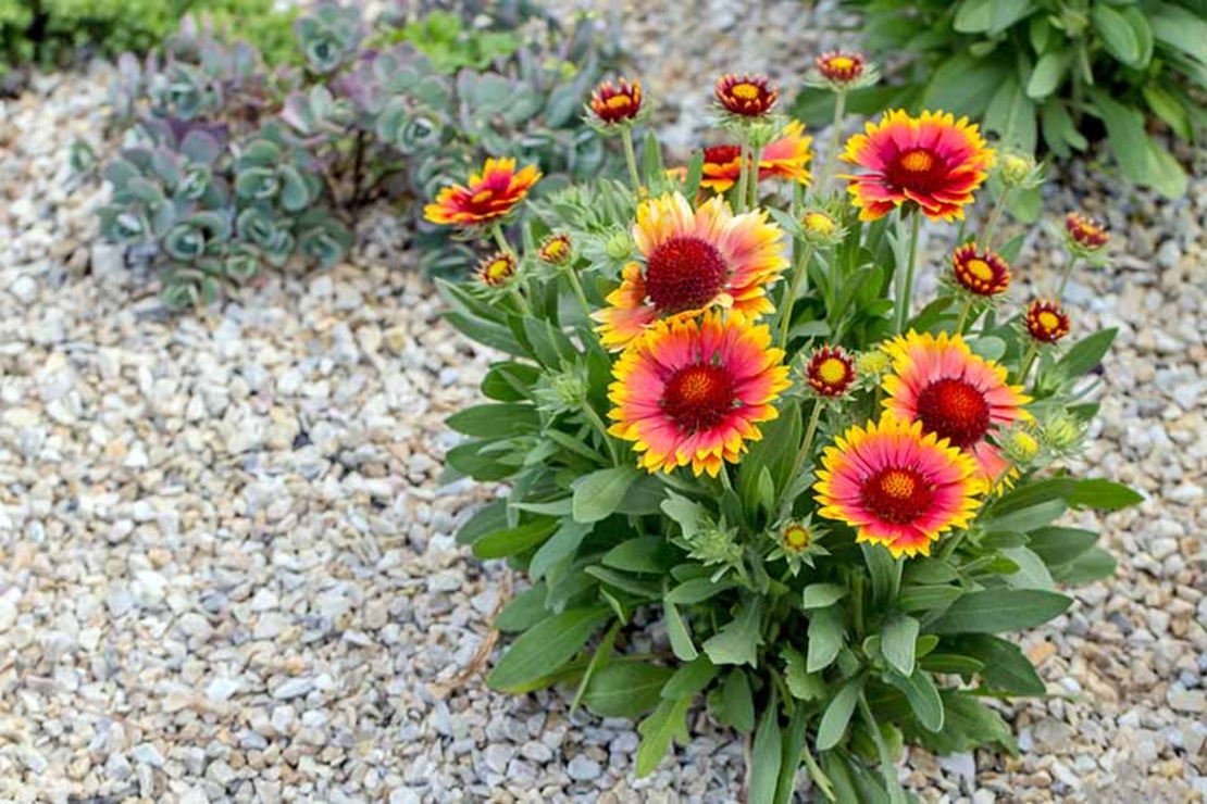 Гайлардия Gaillardia aristata